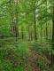 Минає 20 років наймасштабнішої крадіжки лісу у Брюховичах